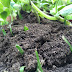 soil / ground / land / earth 意味の違いと語源