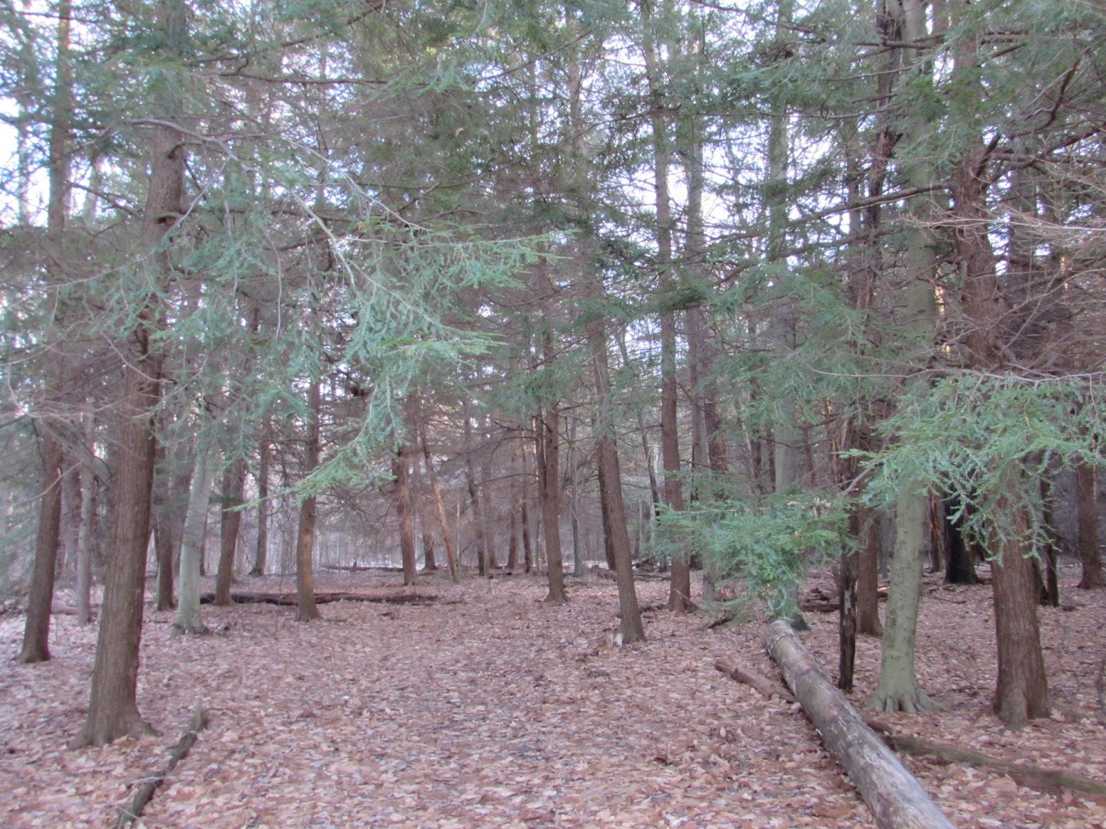 Hearts Content Scenic Area Beautiful Old Growth Forest Allegheny