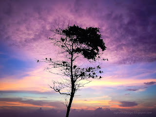 Tree Silhouette In The Colorful Sunset Light At Batu Bolong Beach, Canggu Village, Badung, Bali, Indonesia