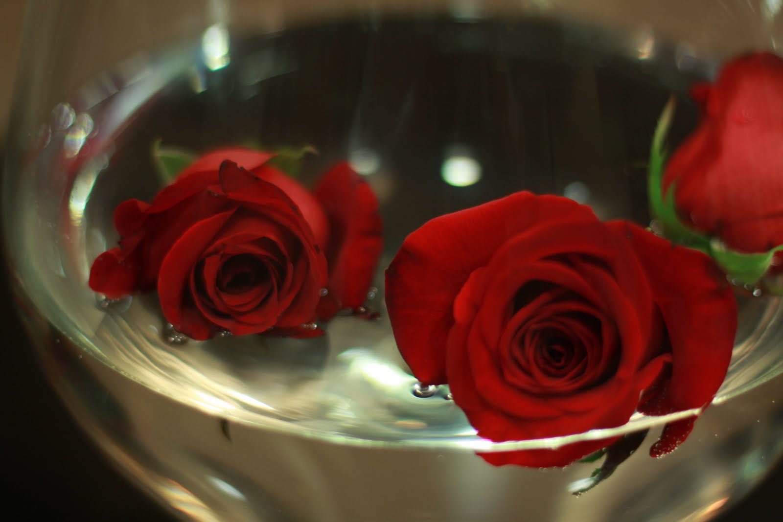 MJBrüchmann Photography Floating roses