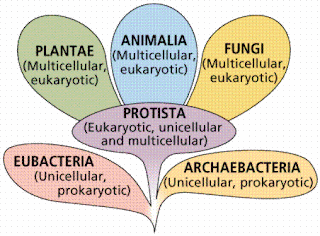 Six Kingdom classification