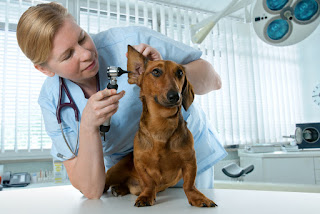 Dog Ear Infection - Symptoms and Treatments