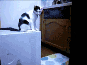 32%2B%25EA%25B0%259C%25EB%258B%2598.gif
