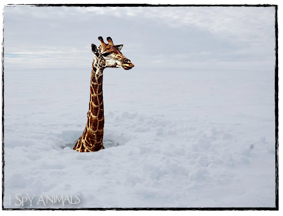 I Spy Animals: The Plight of the Snow Giraffe