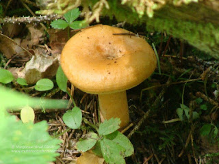 Lactarius deliciosus DSC91753