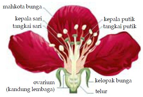 Morfologi dan Bagian  bagian  Bunga  Beserta  Fungsinya Lengkap