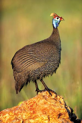  Ayam Mutiara Cokelat (Brown Guinea Fowl)