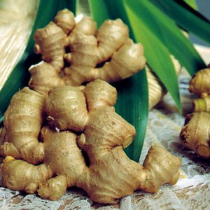 obat tradisional wasir berdarah