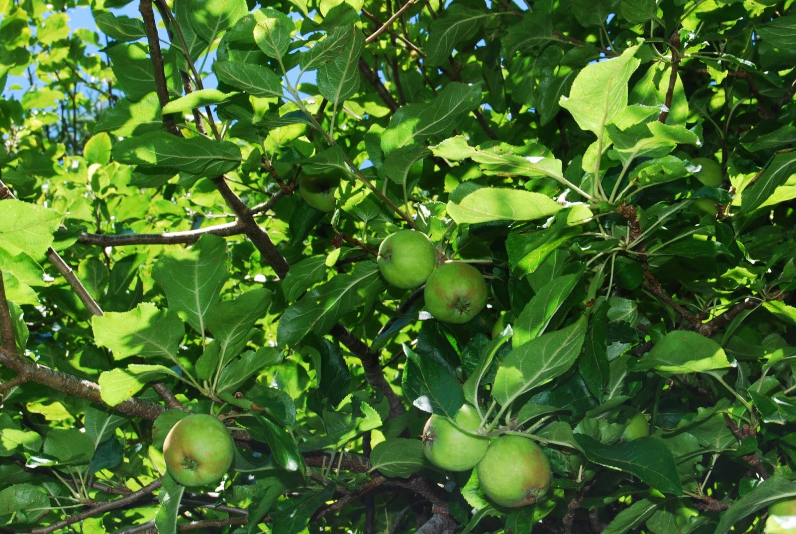 Helen A. Lockey Wild Foraged Applesauce Made The Old Fashion Way