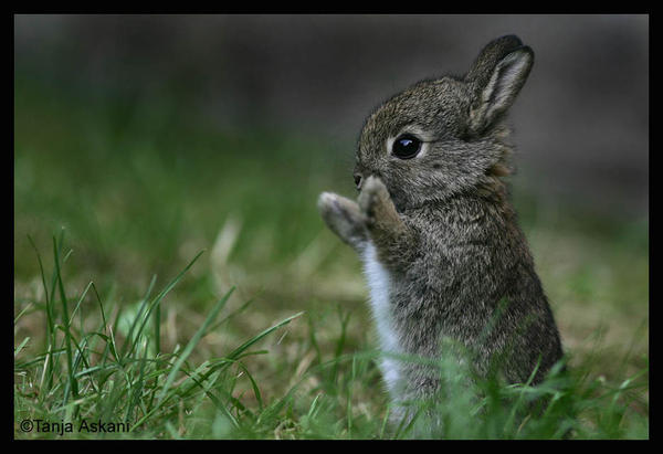 Cute+Bunny+Rabbit+%25285%2529.jpg