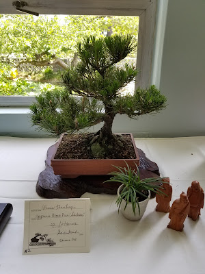 Bonsai, Japanese black pine, black pine, Virginia Bonsai Society, Norfolk Botanical Garden