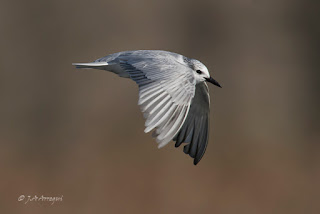 Fumarel cariblanco, Chlidonias hybrida, Whiskered Tern