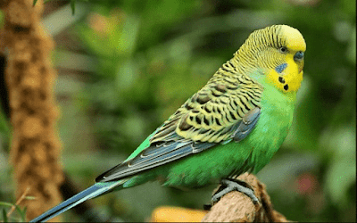 Daftar Resmi Harga Burung Parkit Terbaru Lengkap Semua Jenis