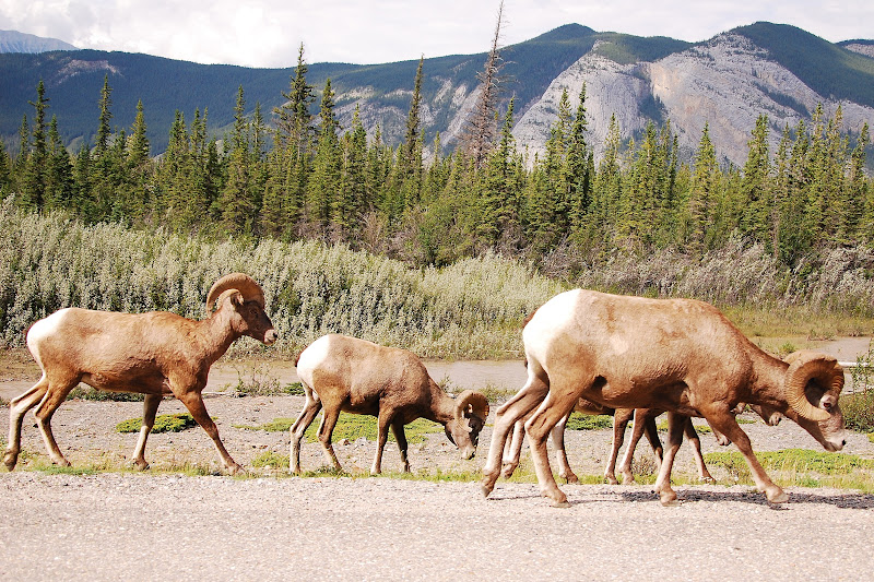 Postcards from the RV: Wild things in Jasper National Park!