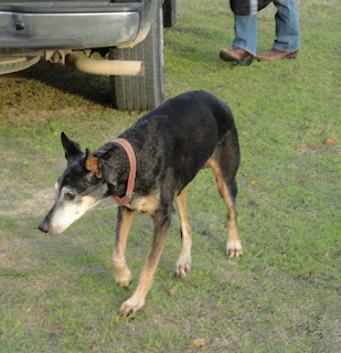 Hardest Dog Breed To Get As A Beginner Hardest Dog Breed To Get As A Beginner
