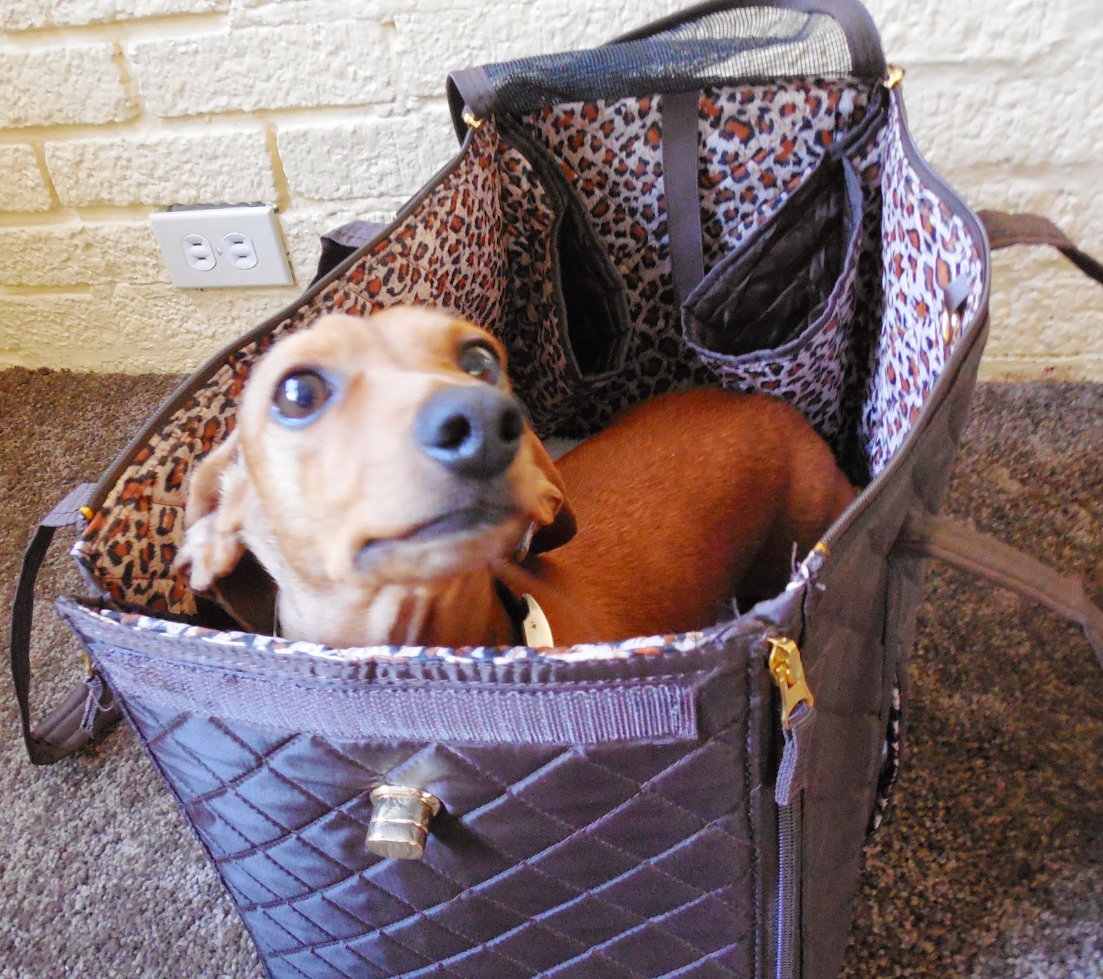 Sherpa Pet Carrier Review and Giveaway The Nutritionist Reviews