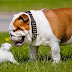 Top Ten Friendly Dog Breeds
