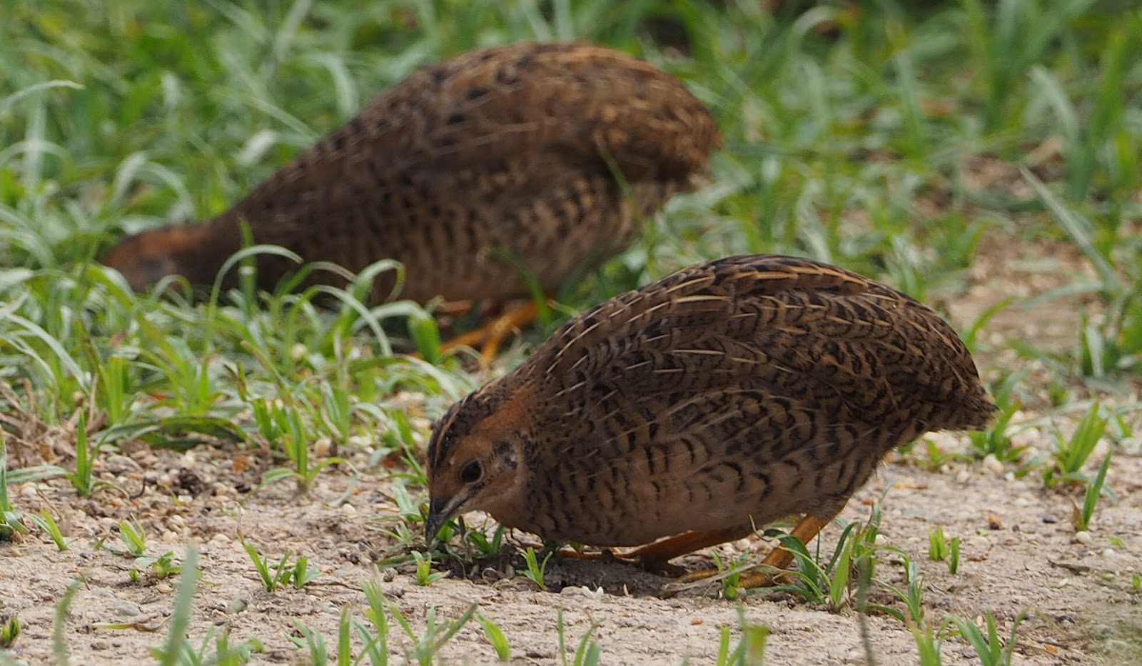 Singapore Menagerie King Quail