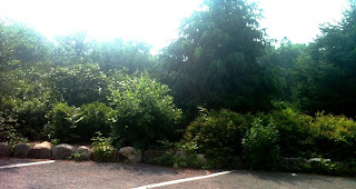 maplefield2 theridgewoodblog