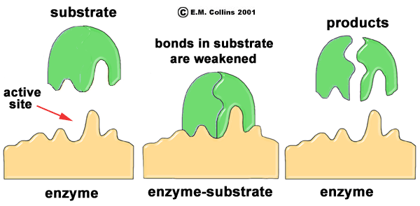 Senior Biology: Enzymes