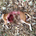 Γουρουνόσκυλο έπεσε θύμα της μανίας των λύκων