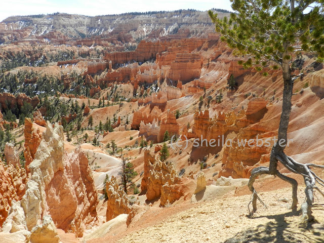 tree roots above ground in Bryce Canyon