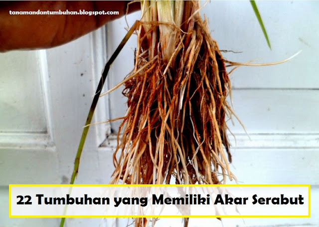 gambar akar serabut pada tanaman jagung