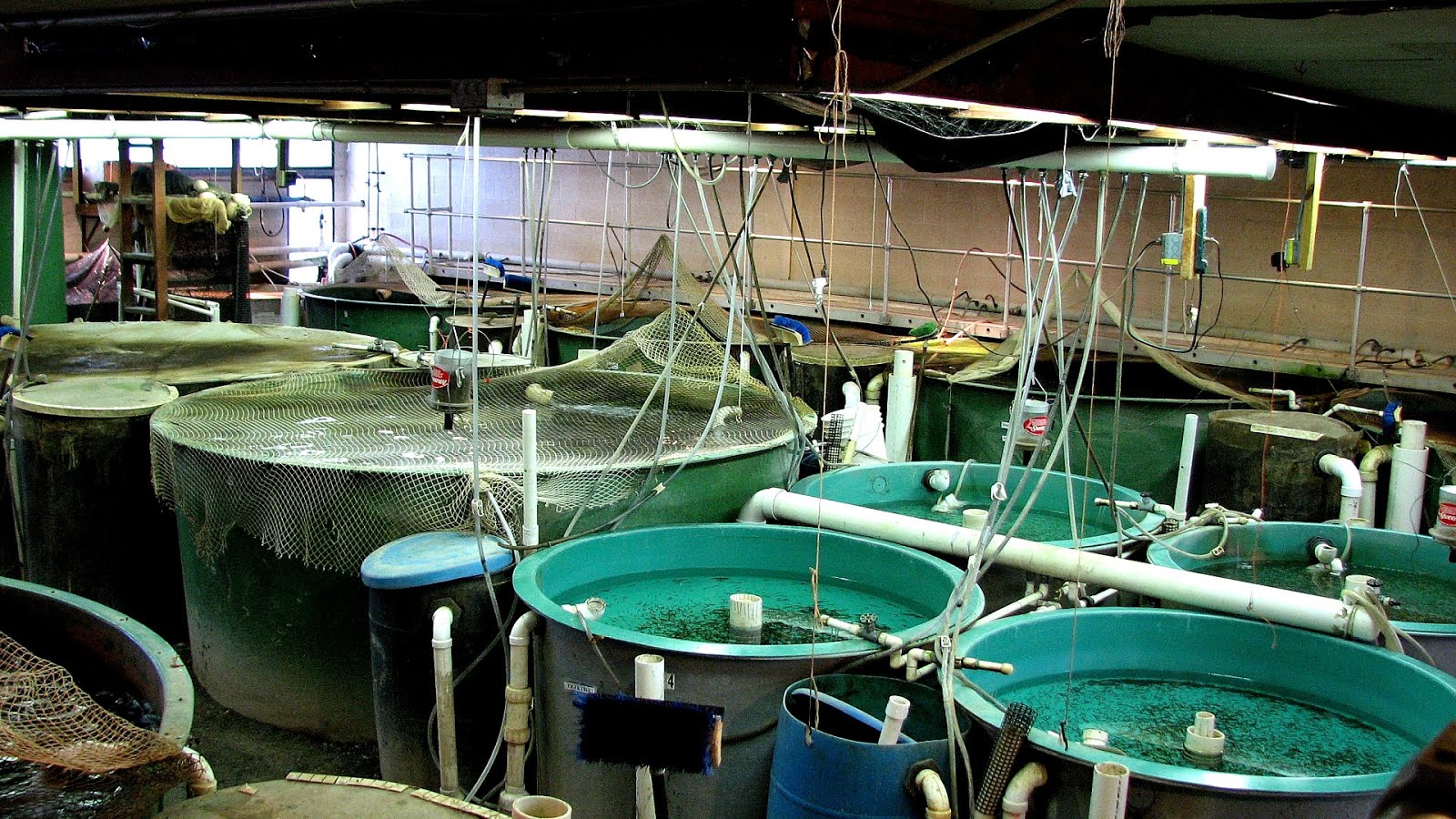 Fish Hatchery Management Fish Choices