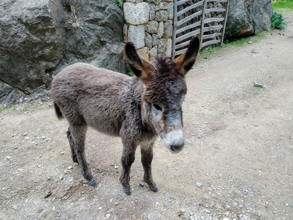 burros en Mallorca