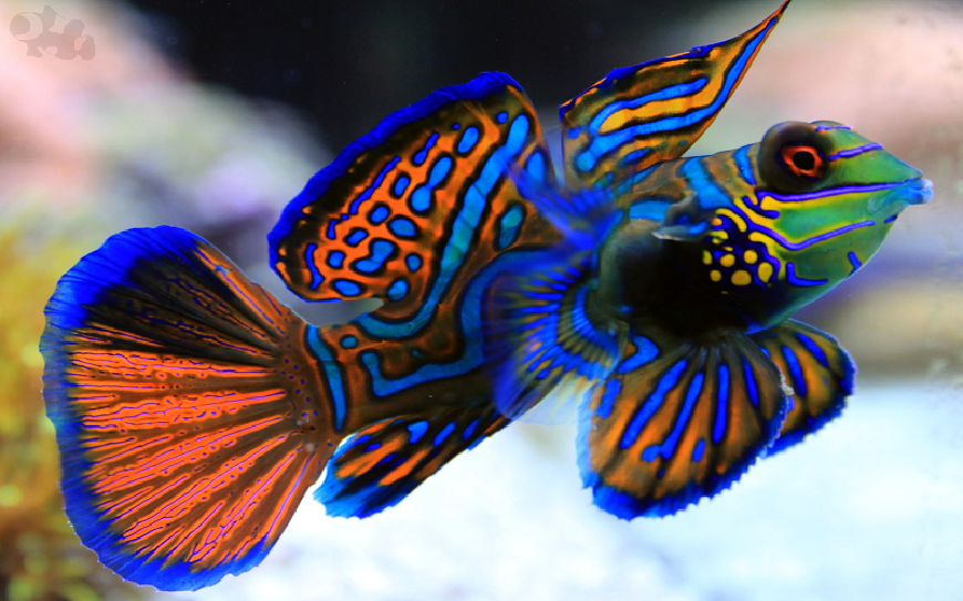 Ahora sé PEZ MANDARÍN