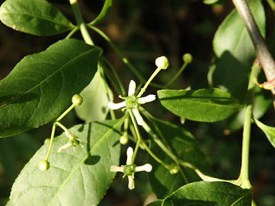 Bonetero (Euonymusauropaeus)