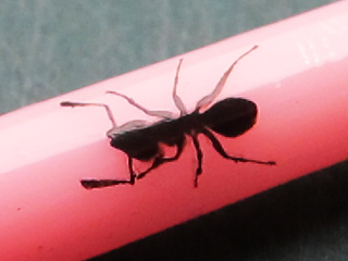 マドラースプーンの柄の部分に印刷した蟻の拡大写真