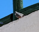 EL PINZON AZUL DEL TEIDE