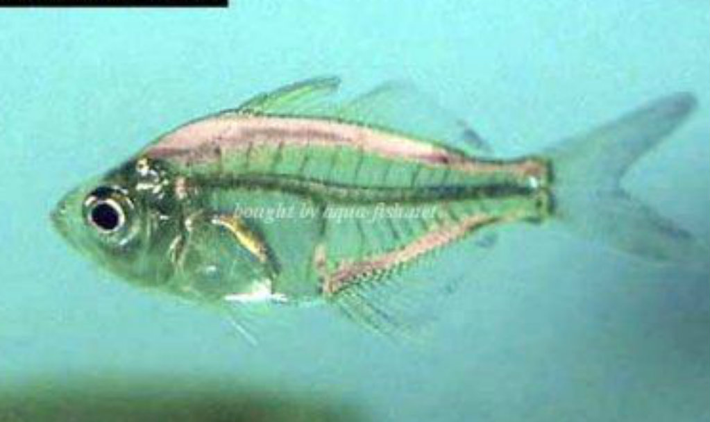 UnIndian Glassfish Indian Glass Fish FISH