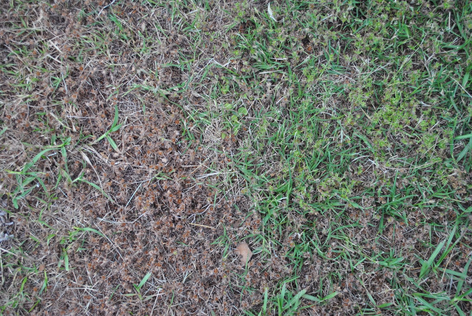 Walnut Grove Farm The Battle with Burweed