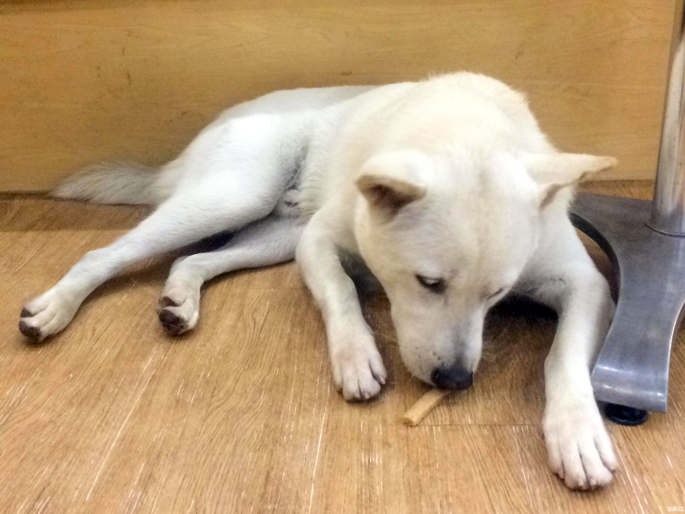 Seoul, Korea - Summer Study Abroad 2014 - Bauhaus Dog Cafe dog eating treats