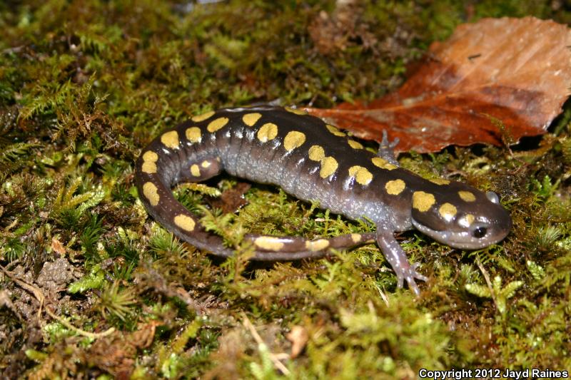 Kentucky Department of Parks Combined Blogsite for Park Interpreters