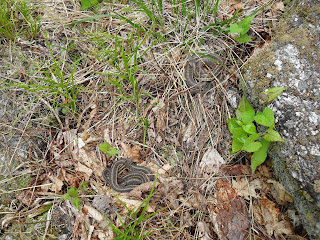 Snakes above Grotto Cave near Beech Hill Pond in Otis Maine