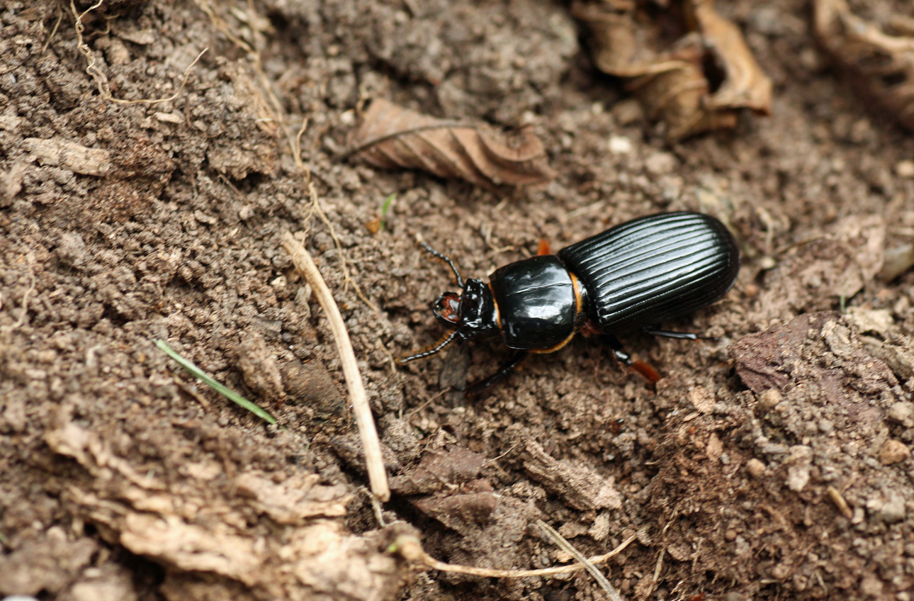 Bess Beetles, black bess