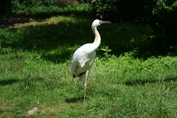 crane birds grus siberian cranes wild flying animation bird grass stand expectancy commons wikimedia span