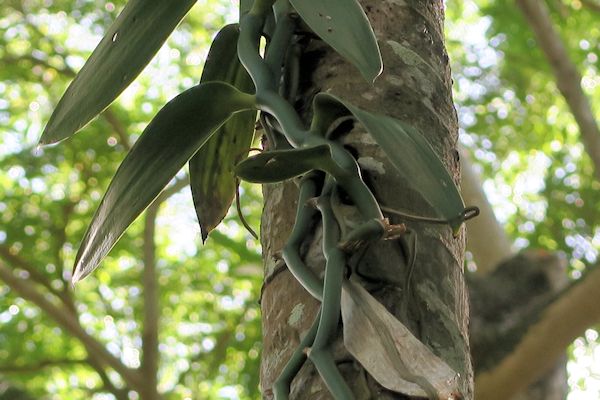 A Guide To Northeastern Gardening Allerton Tropical