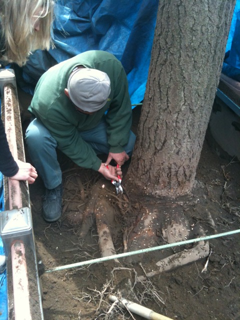 Field Notes: Helping City Tree Roots Breathe Easy