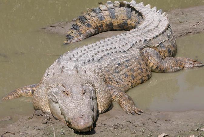 foto buaya terbesar - gambar hewan - foto buaya terbesar