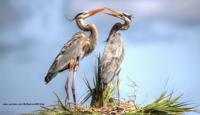 Great Blue Herons Nesting