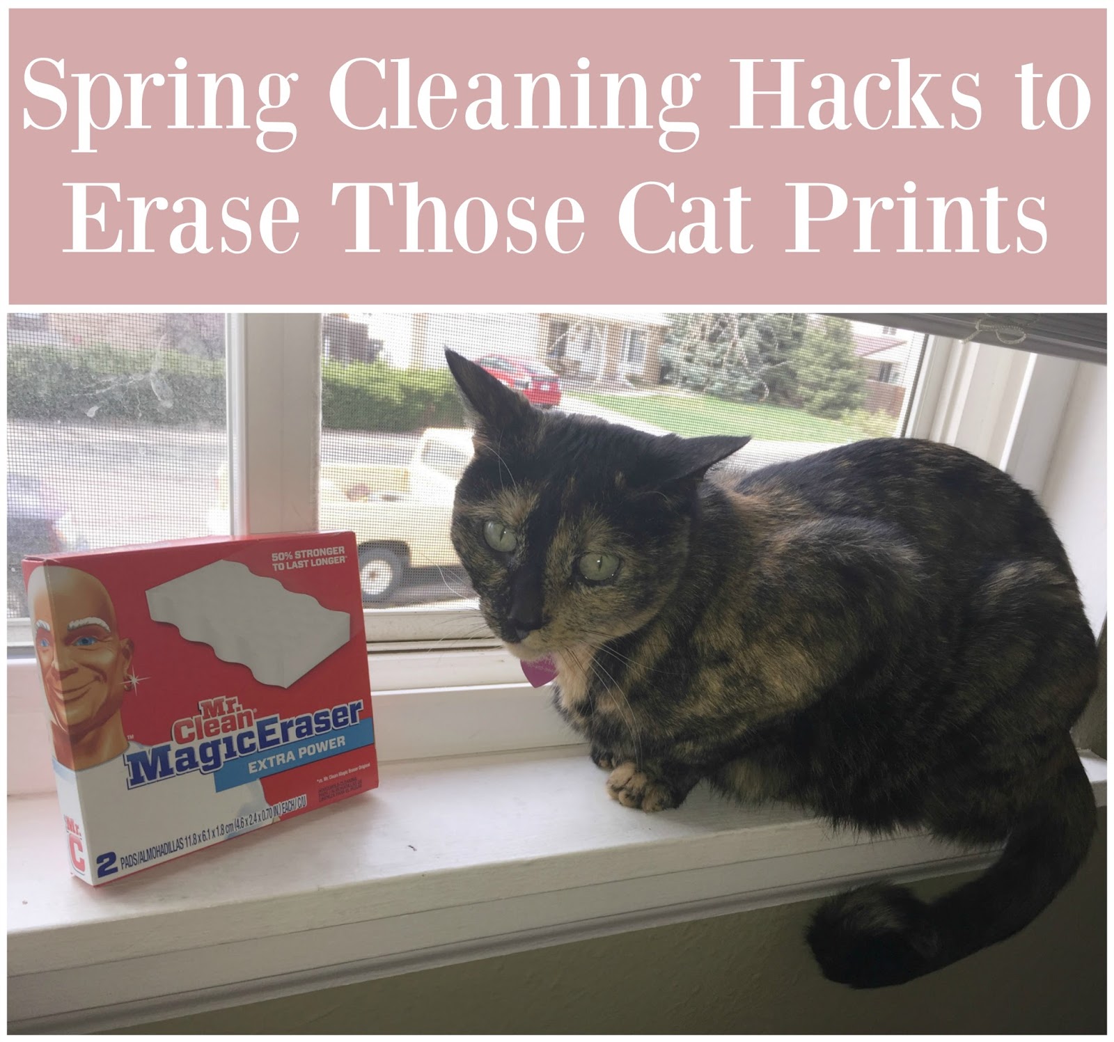 Spring Cleaning Hacks to Erase Those Cat Prints Building Our Story