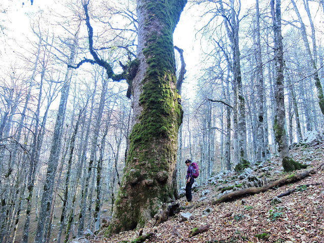 Monte Tranquillo Acero