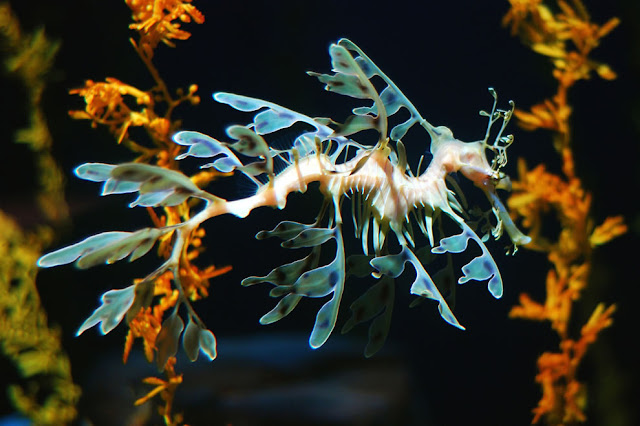 Leafy Sea Dragon (Phycodurus eques)