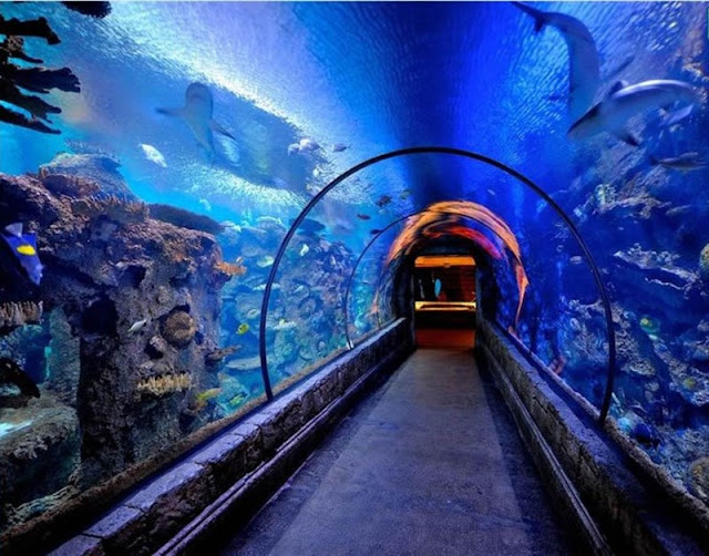 Shedd Aquarium - Chicago City Pass: Ingressos com desconto Shedd Aquarium - Chicago City Pass: Ingressos com desconto
