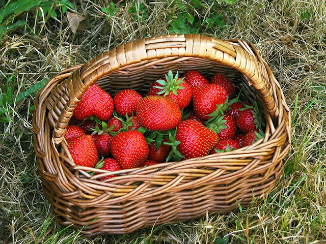 Panier de fraises - le carnet sur l'étagère Panier de fraises - le carnet sur l'étagère
