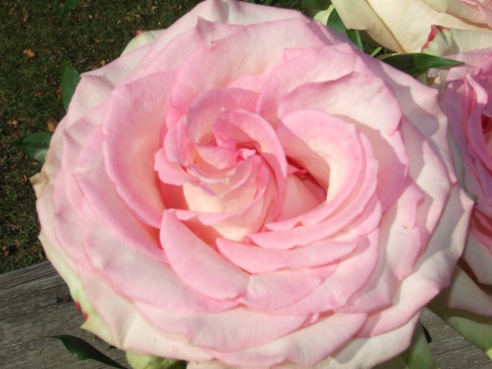 Cabbage Roses White Ironstone Cottage